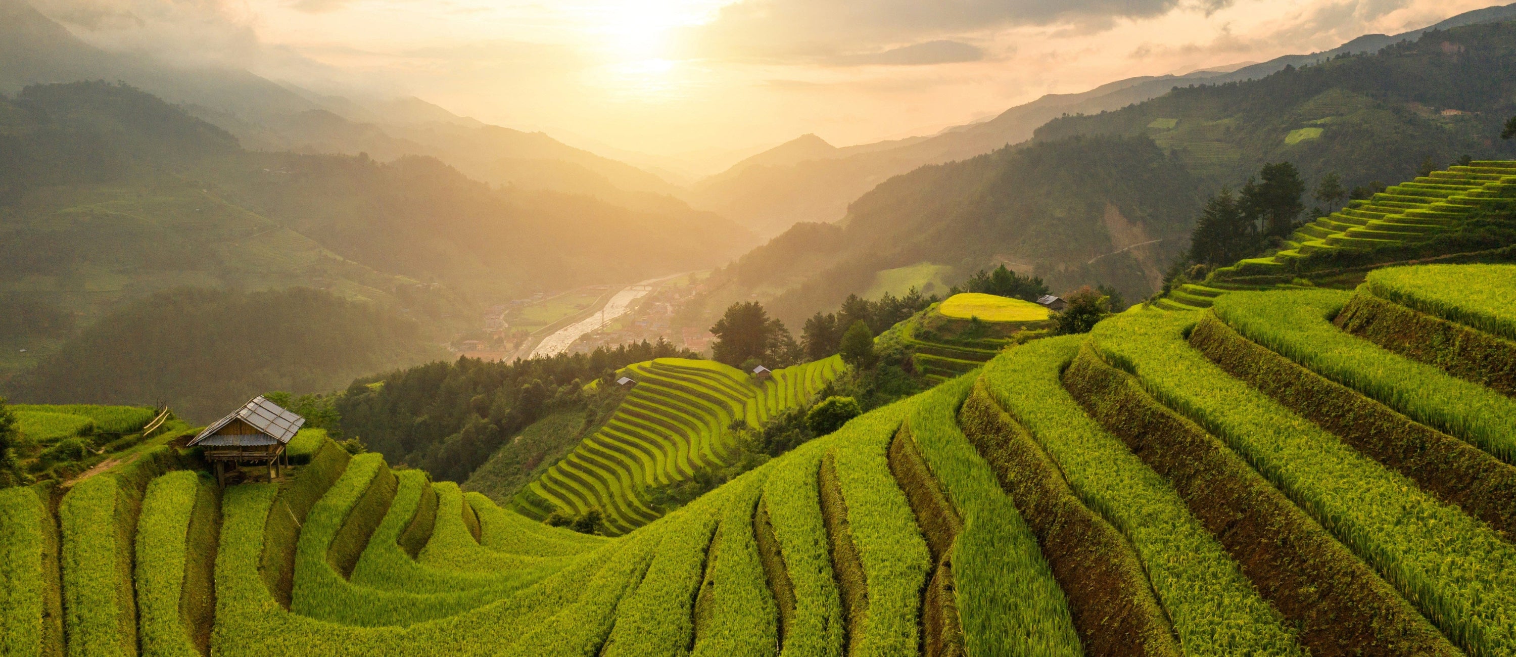 Teepflanzen Terrassen Canchana